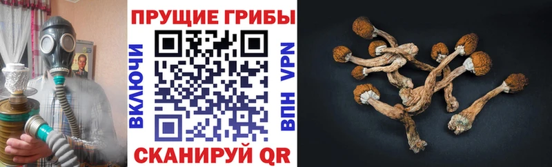 omg рабочий сайт  Купино  Псилоцибиновые грибы прущие грибы  купить наркотики цена 